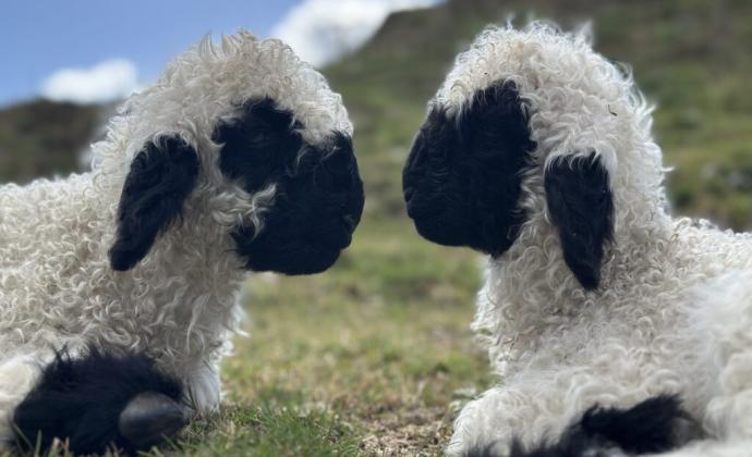 Project Gallery Image