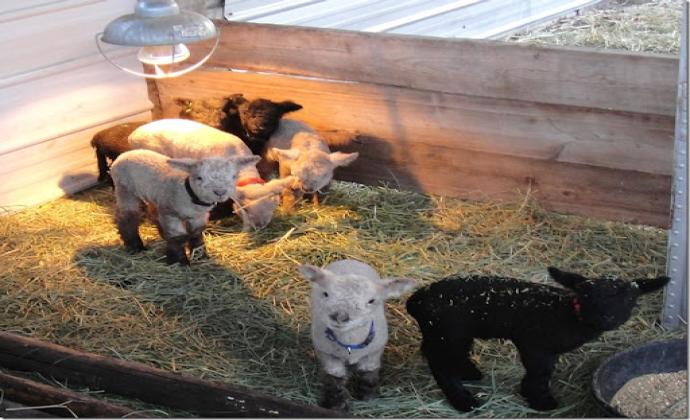 Project Gallery Image